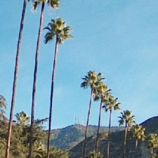 altadena_palm_trees