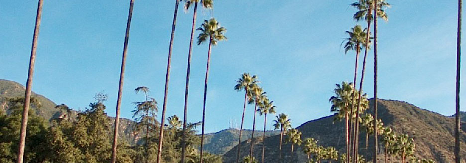 altadena_palm_trees